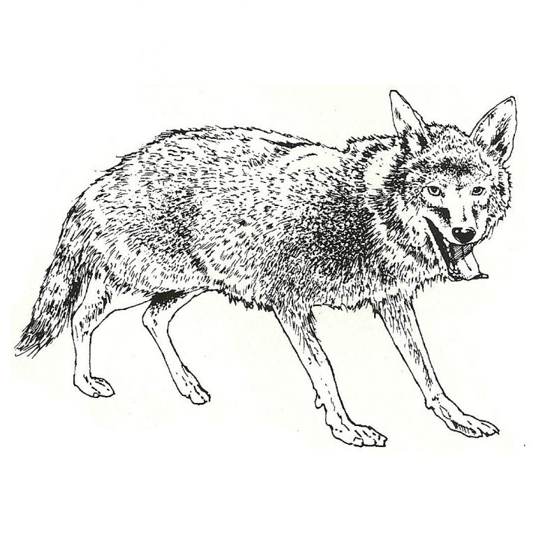 Coyote - Steve Walburn